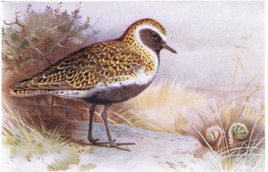 イギリスの島の鳥とその卵からのゴールデンプロバー